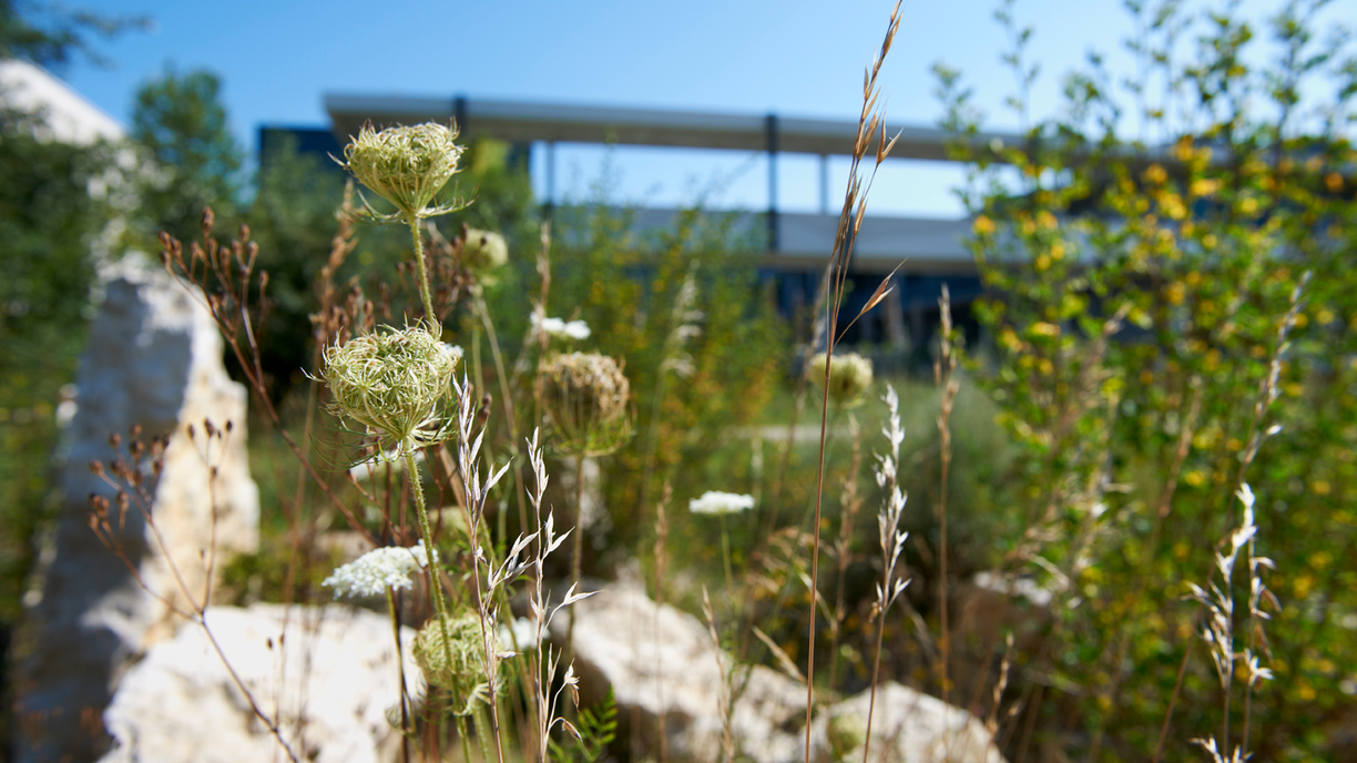 Nature in Cities: Ecological Infrastructure — Not Decoration